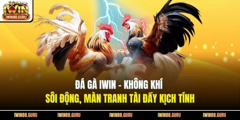 Đá Gà Iwin - Không Khí Sôi Động, Màn Tranh Tài Đầy Kịch Tính